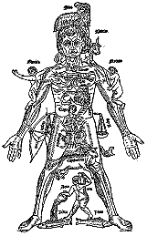 human anatomy & astrology